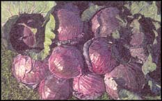 BRUCE FRITZ/SEED SAVERS EXCHANGE